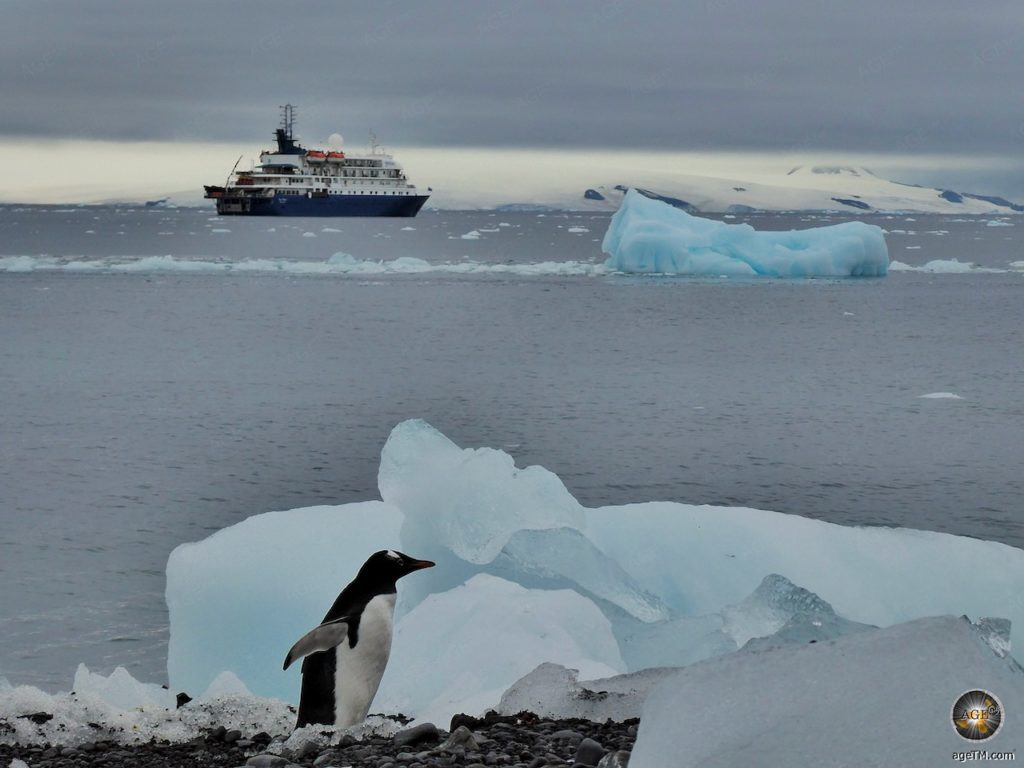 Eselspinguin (Pygoscelis papua) vor der Sea Spirit - Antarktisreise mit Poseidon Expeditions