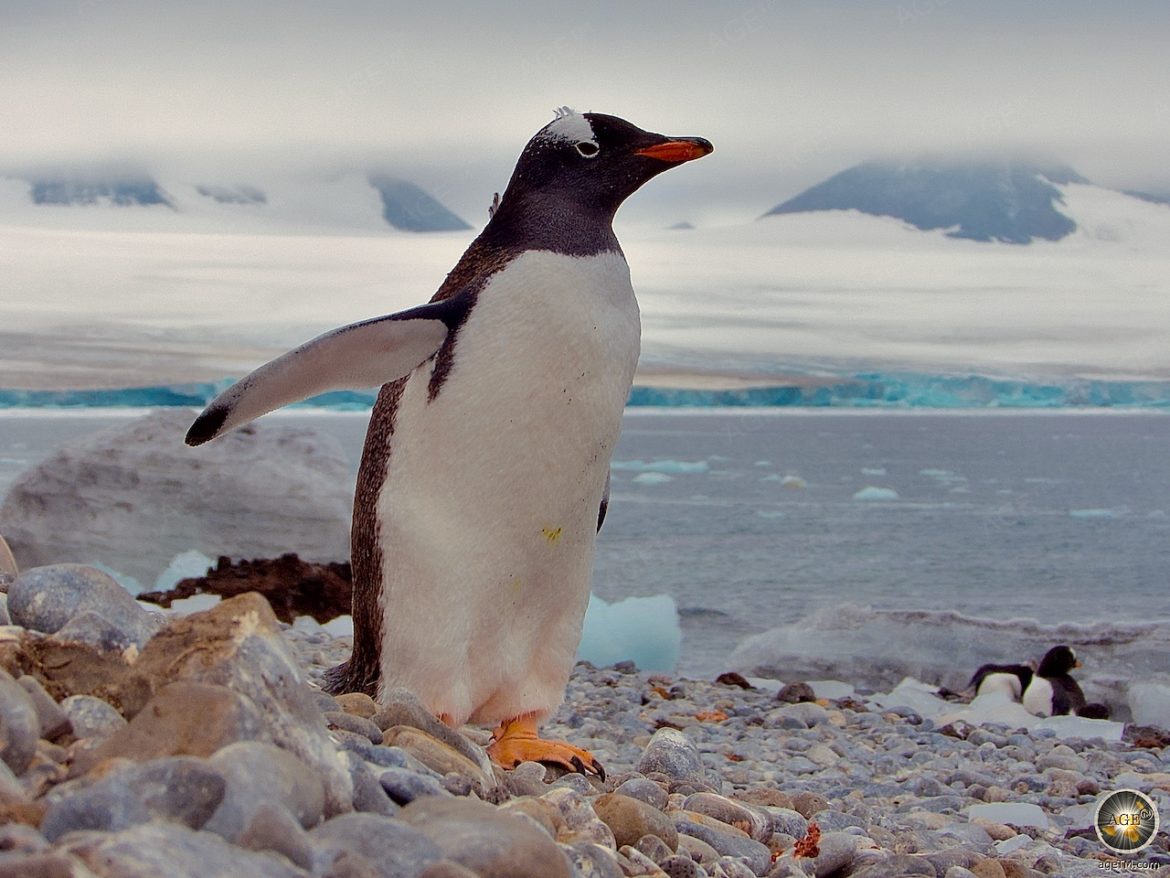 Eselspinguin an der Küste der Antarktischen Halbinsel.