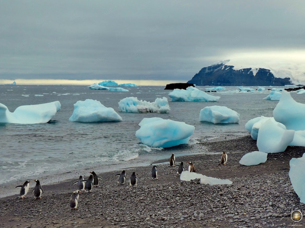 Eselspinguine am Strand der Antarktischen Halbinsel.