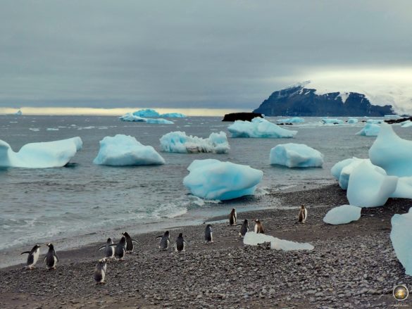 Eselspinguine am Strand der Antarktischen Halbinsel.