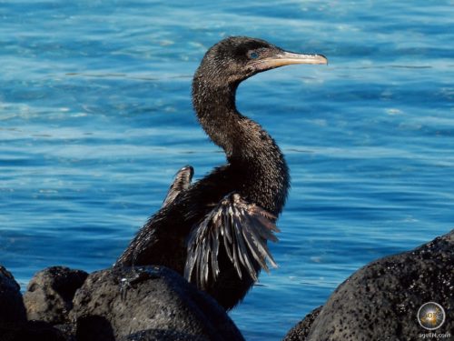 Flugunfähiger Kormoran auf der Insel Isabela im Galapagos Nationalpark Ecuador