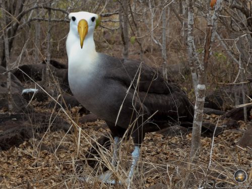 Galapagos Albatros Brutkolonie auf der Galapagos-Insel Espanola in Ecuador