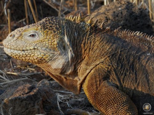 Galapagos Landleguan auf der Insel North Seymour Galapagosinseln Ecuador