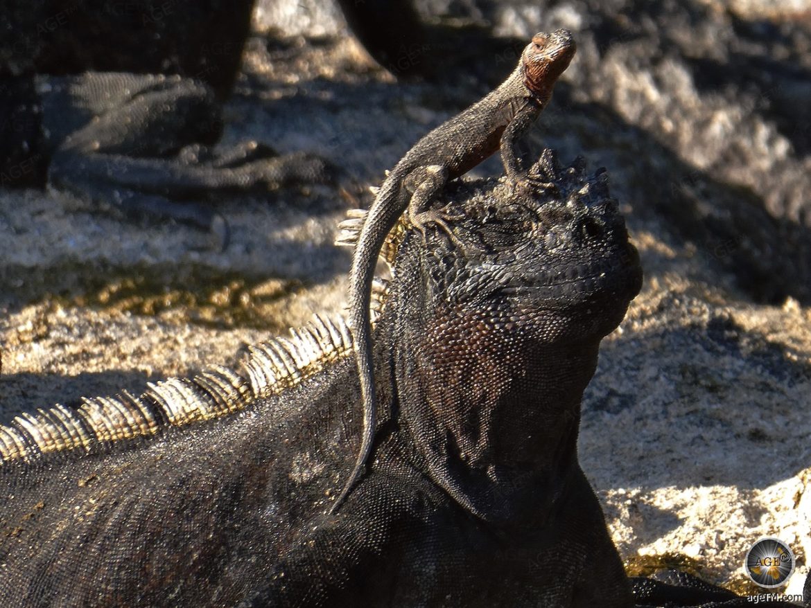 Galapagos Meerechse und Lavaechse auf der Insel San Cristobal - Galapagos Nationalpark