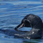 Galápagos-Pinguin Nahaufnahme vor der Galapagos-Insel Fernandina in Ecuador. UNESCO Weltnaturerbe Fakten und Fotos im Galapagos-Pinguin Steckbrief