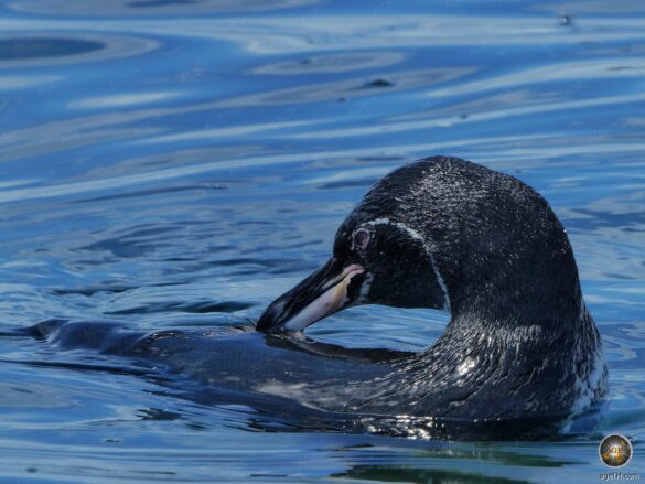 Galápagos-Pinguin Nahaufnahme vor der Galapagos-Insel Fernandina in Ecuador. UNESCO Weltnaturerbe Fakten und Fotos im Galapagos-Pinguin Steckbrief