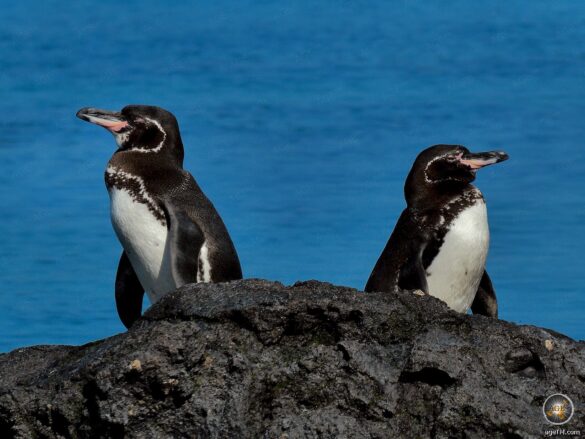 Galápagos-Pinguine auf der Rückseite der Insel Isabela Galapagos Nationalpark Ecuador. Fakten und Fotos im Galapagos-Pinguin Steckbrief