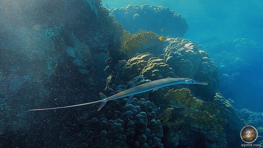 Glatte Flötenfisch (Fistularia commersonii) beim Tauchen im Roten Meer in Ägypten