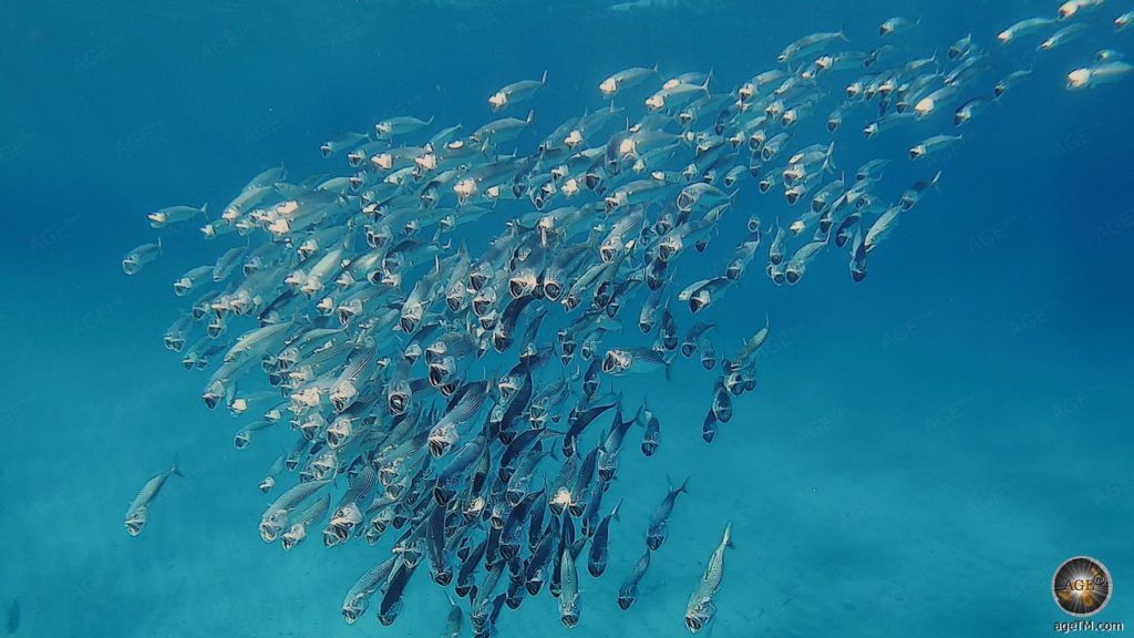 Großmaulmakrelen (Rastrelliger kanagurta) Fischschwarm Tauchen im Roten Meer in Ägypten