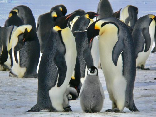 Kaiserpinguine (Aptenodytes forsteri) mit Küken in der Antarktis.