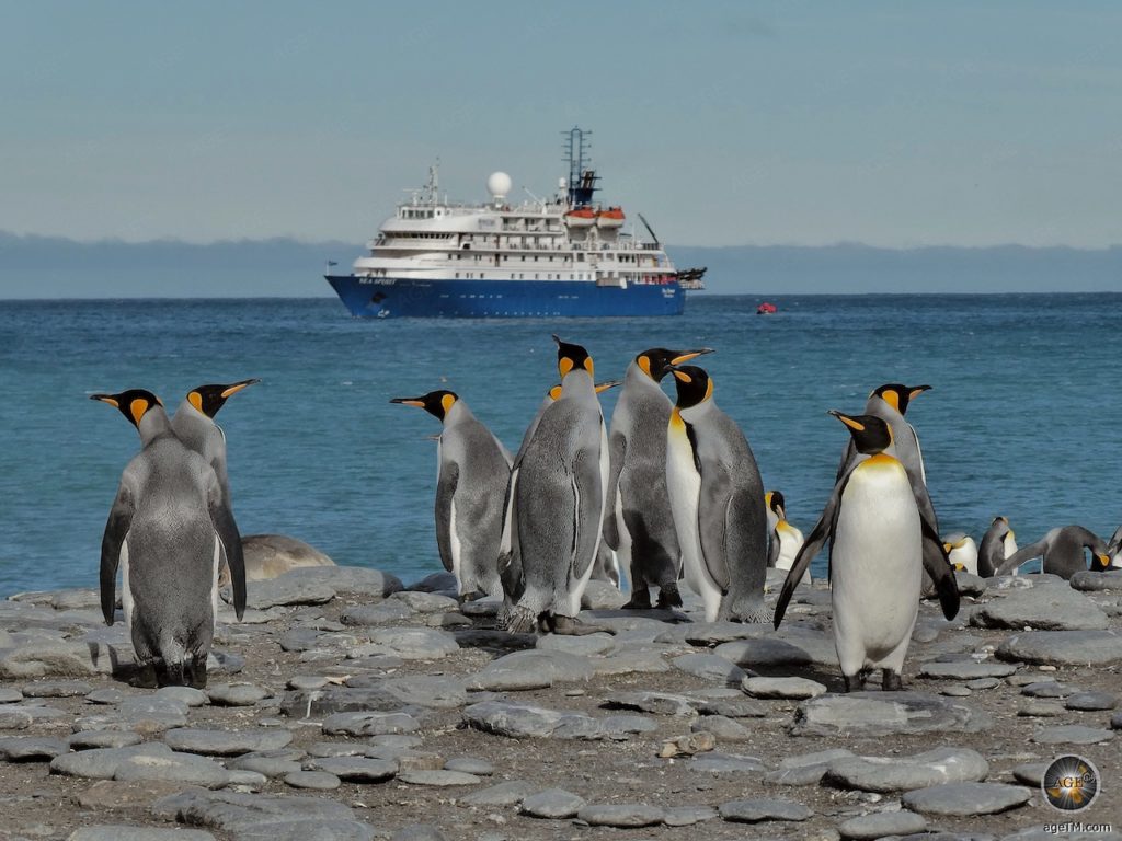 Königspinguine auf Südgeorgien - Sea Spirit Antarktis Expedition mit Poseidon