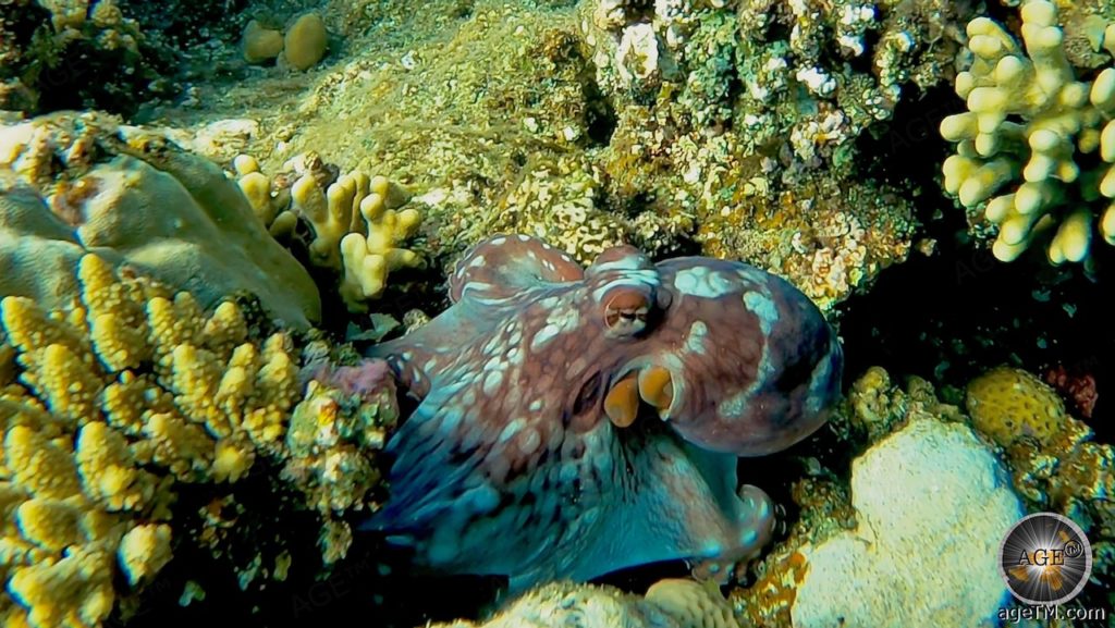 Oktopus Krake (Octopus vulgaris) Tintenfisch beim Tauchen im Roten Meer in Ägypten