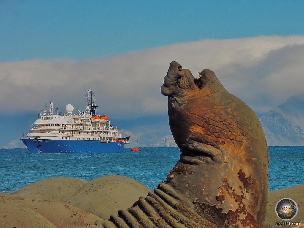 Seeelefanten und Südgeorgien mit dem Expedoitionsschiff Sea Spirit erleben