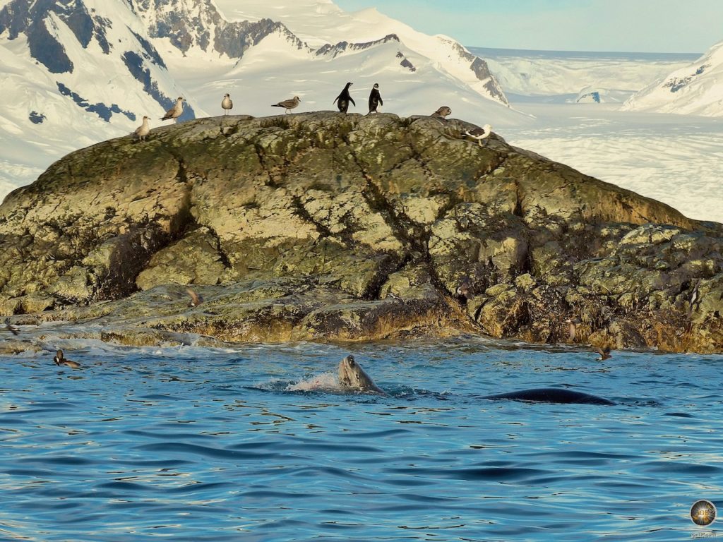 Antarktis Reisebericht: Ein Rendezvous mit der Antarktis Seeleopard frisst Pinguin - Antarktische Halbinsel - Antarktis Expedition mit der Sea Spirit