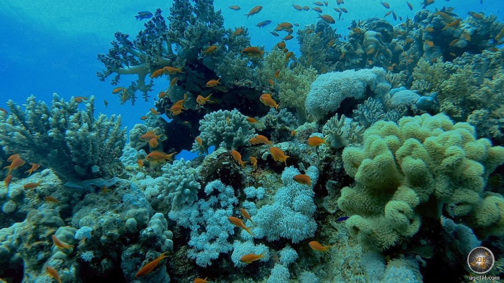 Tauchen am Korallen-Riff bei Marsa Alam Tauchurlaub Rotes Meer Ägypten