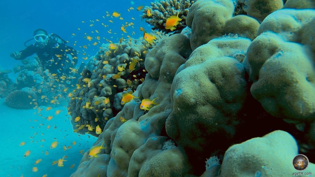 Taucher am Korallen-Riff bei Marsa Alam Tauchurlaub Rotes Meer Ägypten