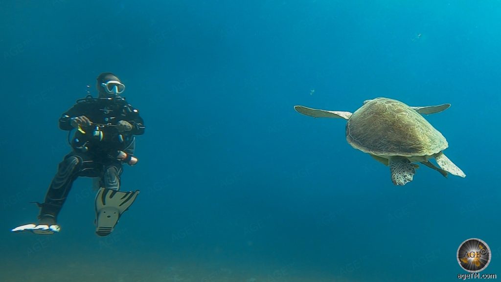 Taucher mit grüner Meeresschildkröte bei Marsa Alam - Tauchurlaub in Ägypten Rotes Meer