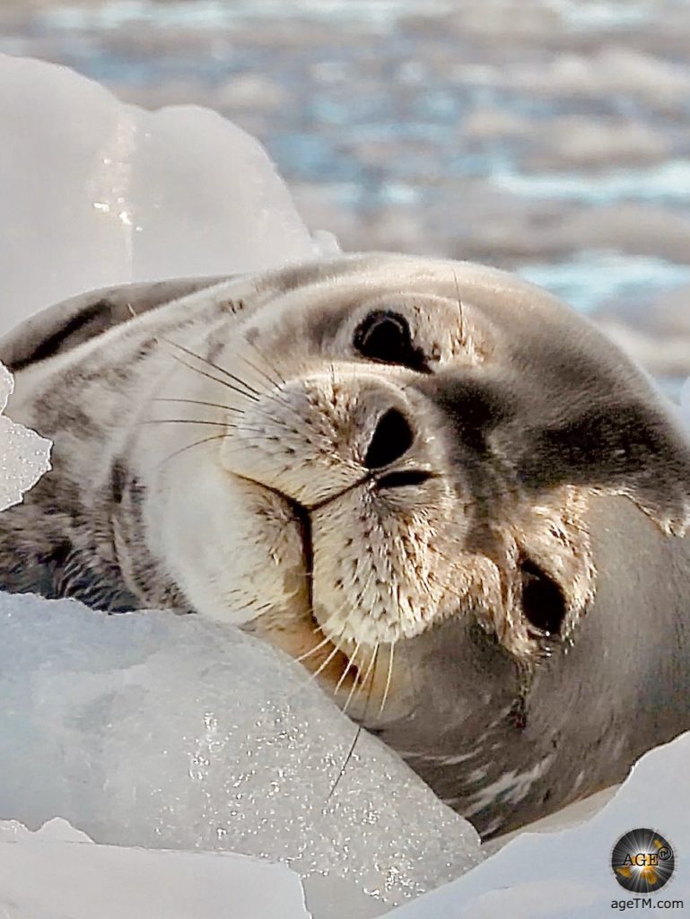 Weddellrobbe (Leptonychotes weddellii) auf einer Eisscholle - Antarktisreise mit der Sea Spirit - Poseidon Expeditions