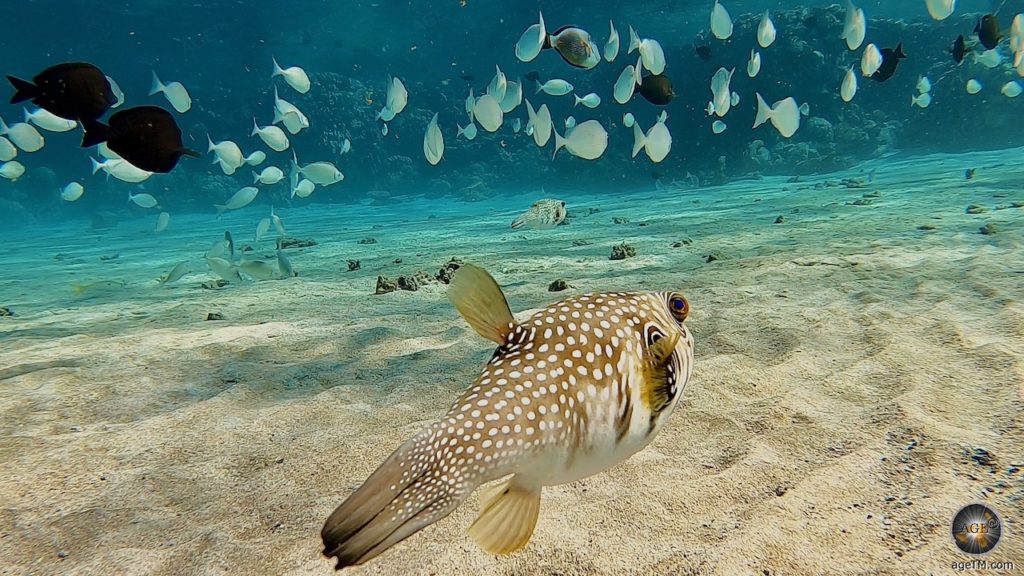 Weißflecken-Kugelfisch (Arothron hispidus) beim Tauchen im Roten Meer in Ägypten