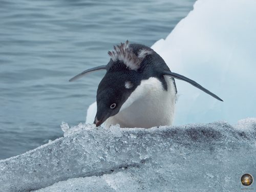 Adeliepinguin (Pygoscelis adeliae) in der Antarktis beim Schnee fressen.