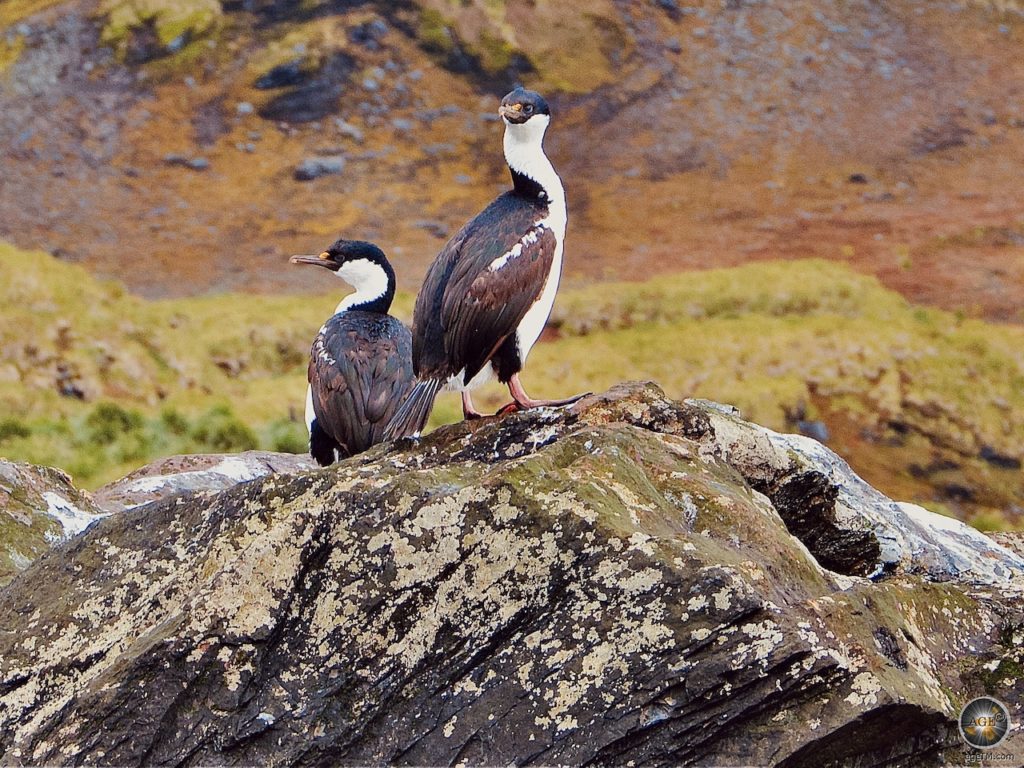 Blauaugenkormorane in der Subantarktis auf einem Felsen.