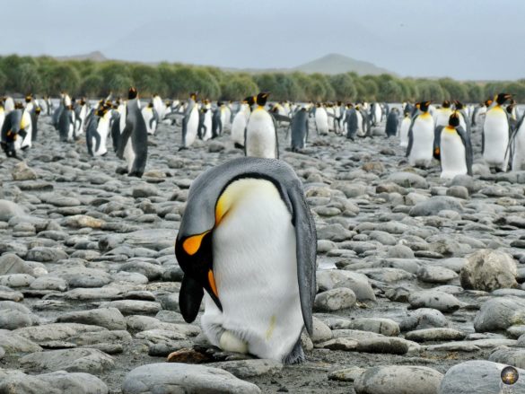 Brütender Königspinguin mit Ei in Südgeorgien Salisbury Plain Antarktis Expedition