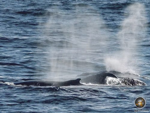 Buckelwale (Megaptera novaeangliae) im Südpolarmeer - Antarktische Gewässer - Antarktisreise Sea Spirit