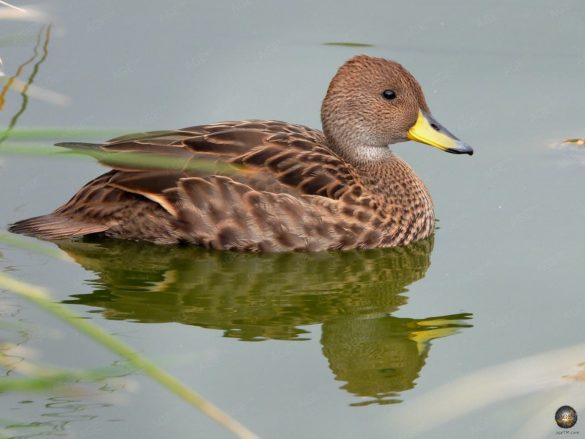 Endemische Südgeorgien-Spitzschwanzente (Anas georgica georgica) - Einzige Entenart der Welt die Fleisch frisst