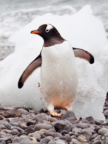 Eselspinguin (Pygoscelis papua) im Antarctic Sound.