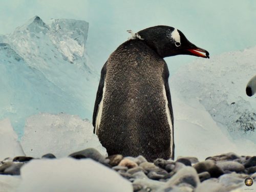 Eselspinguine bauen Nester aus Kieselsteinen.