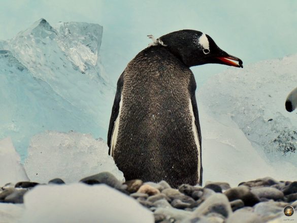 Eselspinguine bauen Nester aus Kieselsteinen.