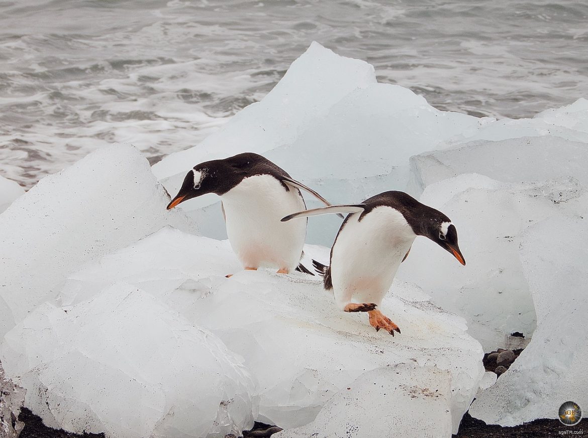 Animals Of Antarctica 50 Fascinerande Bilder Pingviner S lar Valar 