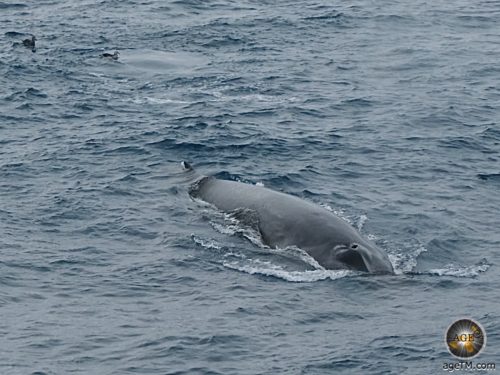 Finnwal (Balaenoptera physalus) im Südpolarmeer - Antarktische Gewässer - Antarktisreise Sea Spirit