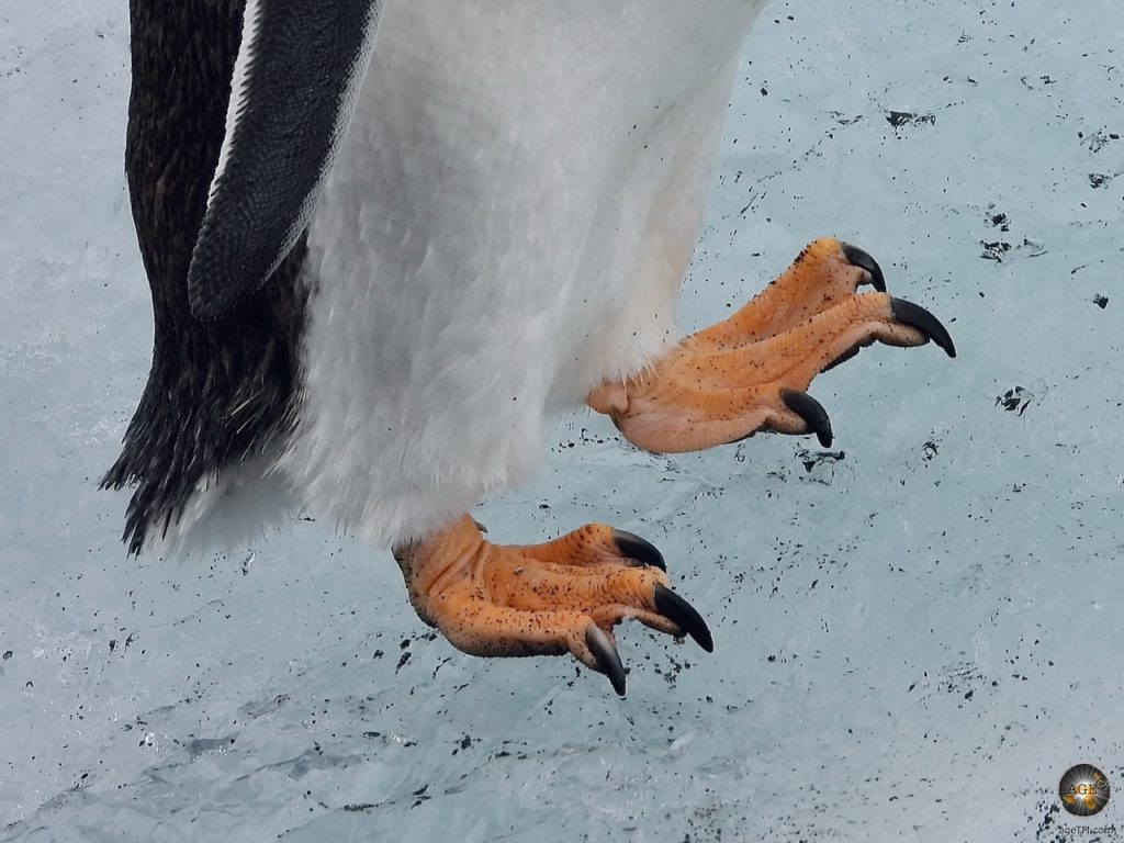 Detailfoto Füße eines Eselspinguins. Wie Pinguine in der Antarktis überleben?