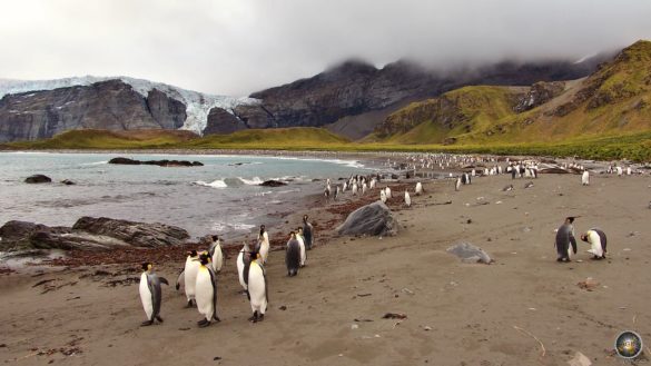 Gold Harbour Südgeorgien Königspinguine See-Elefanten Eselspinguine Seebären Paradies - Antarktis-Reise Sea Spirit