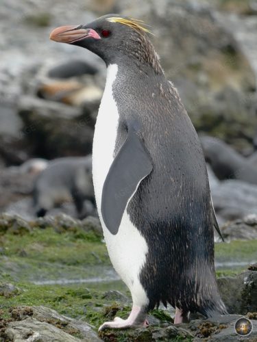 Goldschopfpinguin (Eudyptes chrysolophus) Pinguin Portrait - Südgeorgien Antarktis-Expedition