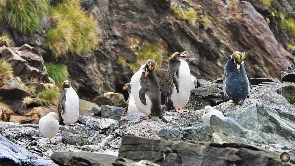Eine Gruppe Goldschopfpinguine in Cooper Bay auf Südgeorgien.