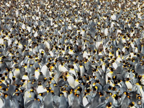 Große Königspinguin-Brutkolonie bei Salisbury Plain in Südgeorgien