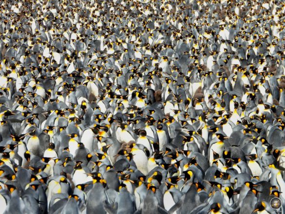 Große Königspinguin-Brutkolonie bei Salisbury Plain in Südgeorgien