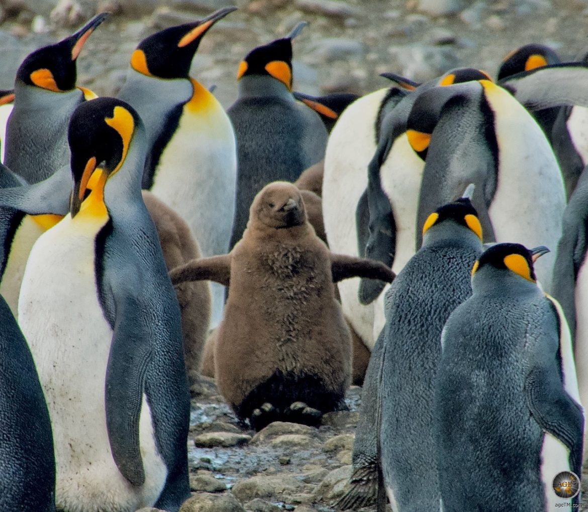 Königspinguin Küken zwischen Königspinguinen - Südgeorgien Subantarktische Insel - Antarktis Expedition Sea Spirit