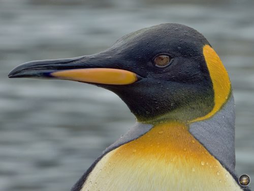 Königspinguin Portrait (Aptenodytes patagonicus) in der Subantarktis.