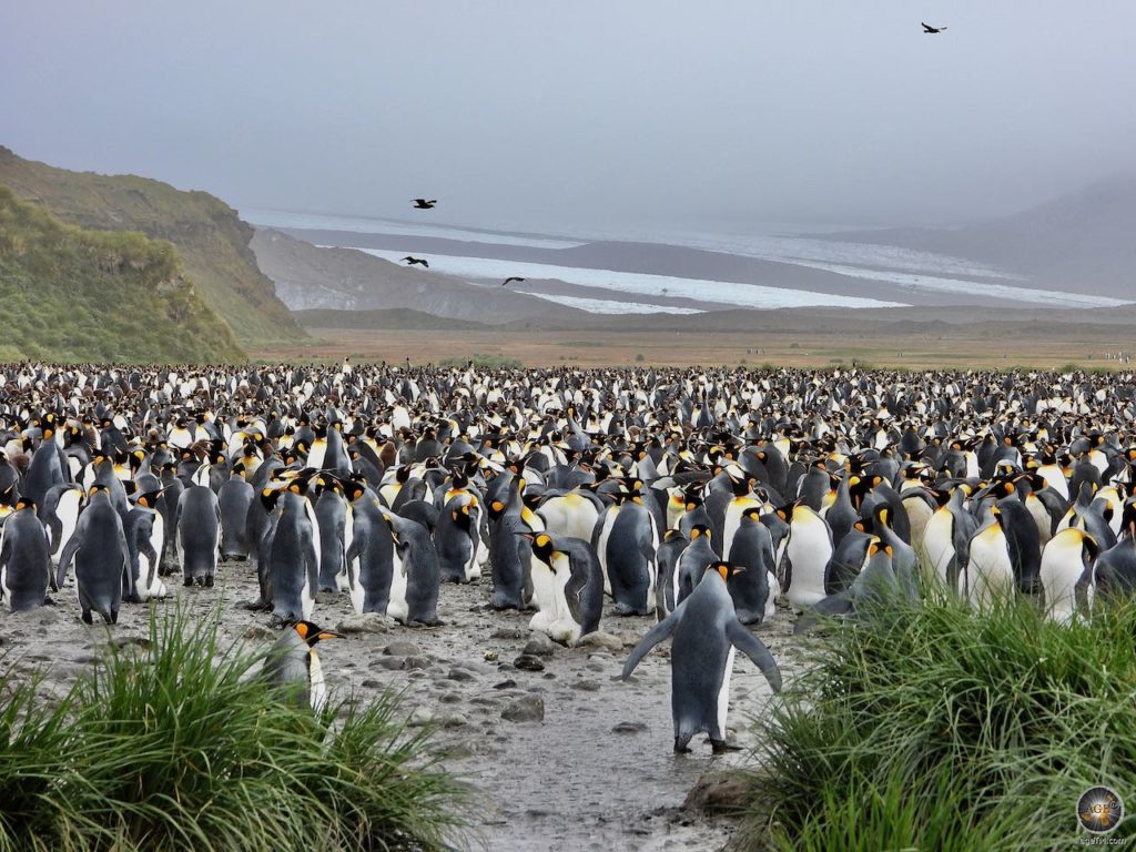 Königspinguine Kolonie und Seevögel bei Salisbury Plain in Südgeorgien - Antarktisreise mit der Sea Spirit