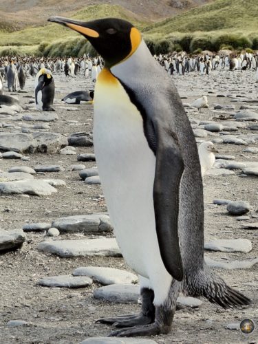 Königspinguin auf der subantarktischen Insel Südgeorgien.