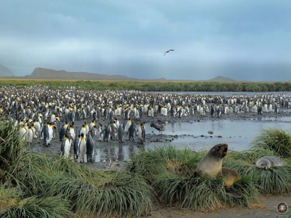 Pinguinkolonie und Seebären bei Salisbury Plain in Südgeorgien
