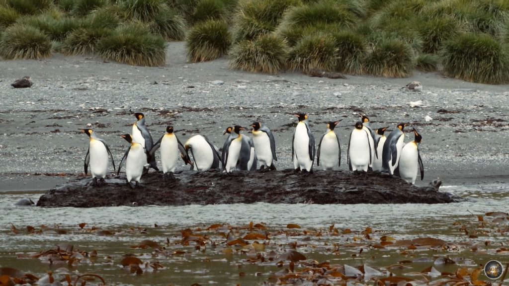 Königspinguine in Cooper Bay mit Seegras im Vordergrund.