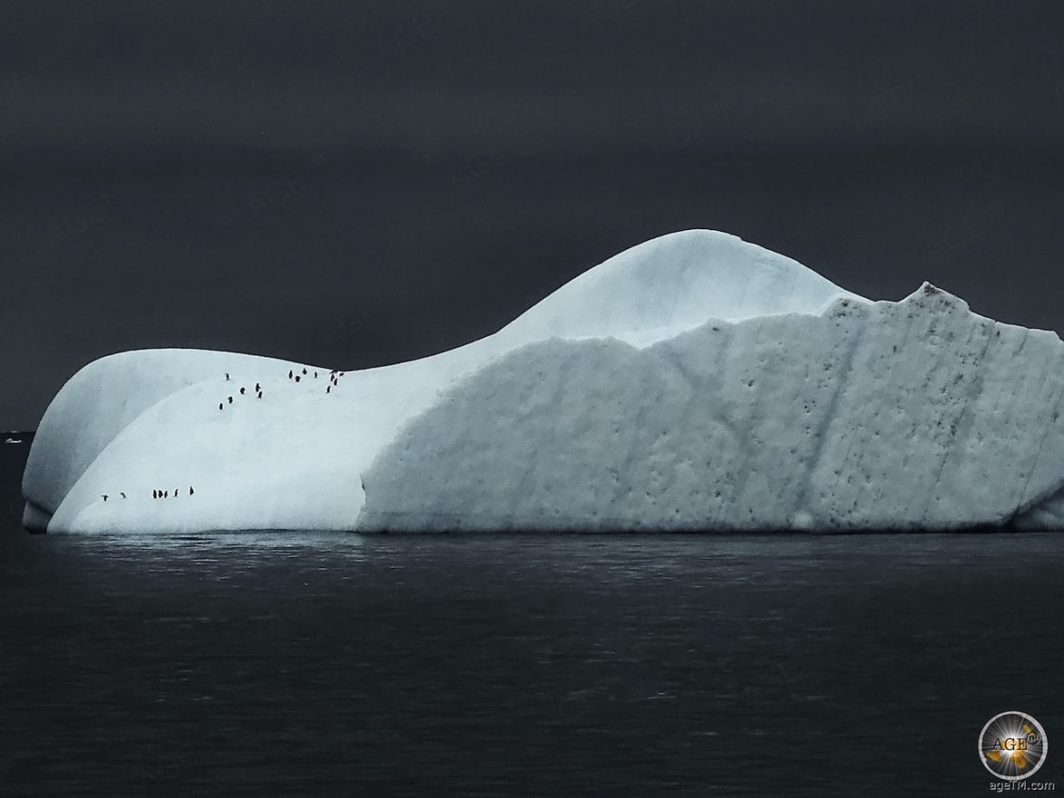 Pinguine auf einem Eisberg im Südpolarmeer.