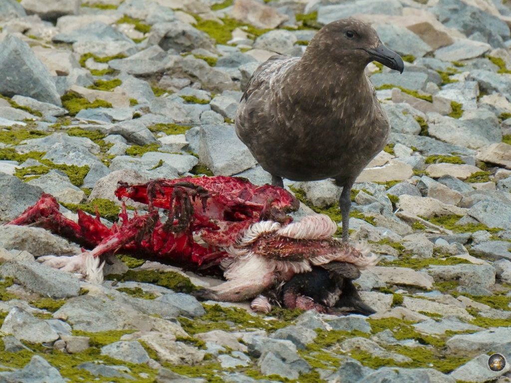 Raubmöwe neben Pinguinkadaver - Raubmöwen stehlen Pinguineier greifen Küken an und fressen Aas - Antarktis Expedition