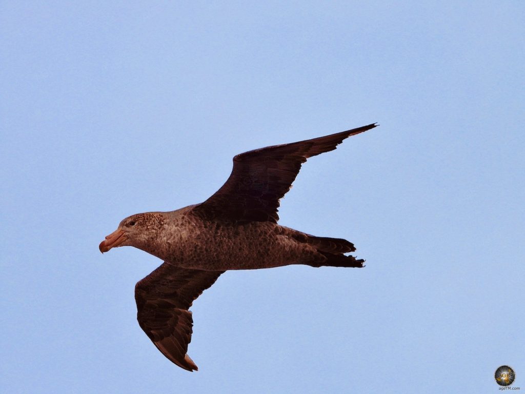 Riesensturmvogel (Macronectes giganteus) im Flug - Südpolarmeer Antarktische Gewässer - Antarktis Expeditionsreise Sea Spirit