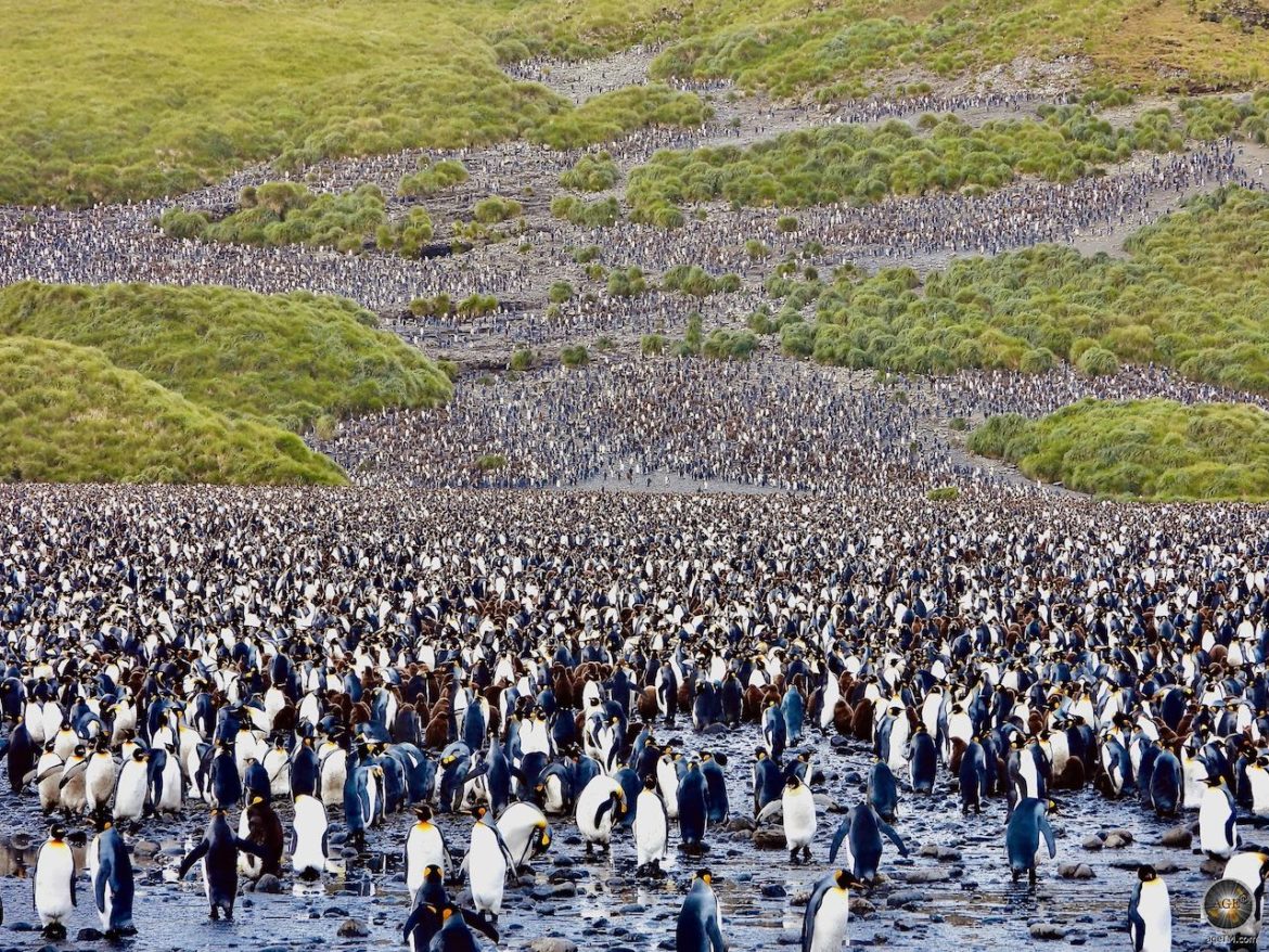 Riesige Königspinguin-Kolonie bei Salisbury Plain Südgeorgien - Antarktisreise mit der Sea Spirit - Reisemagazin Magazine.Travel