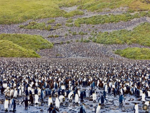 Riesige Königspinguin-Kolonie bei Salisbury Plain Südgeorgien - Antarktisreise mit der Sea Spirit